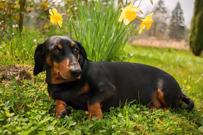 Stock image of a dachshund Stock image of a dachshund