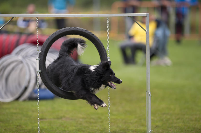 Smart Dog Smart Dog