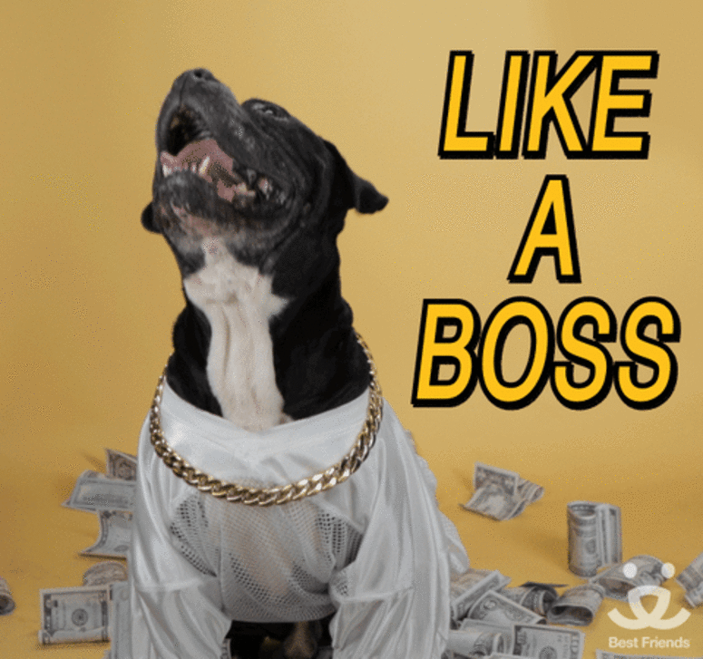 "Like a Boss" dog "Like a Boss" dog