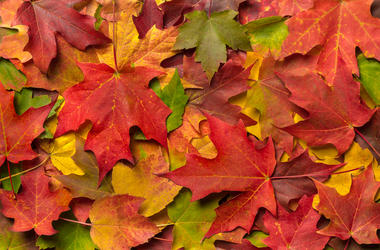 FALL LEAVES fall leaves