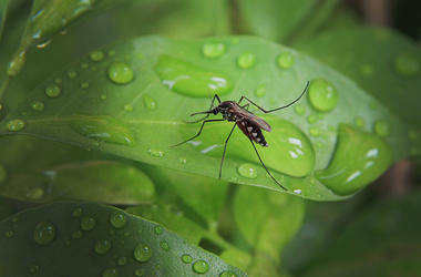 Mosquito West Nile Mosquito West Nile