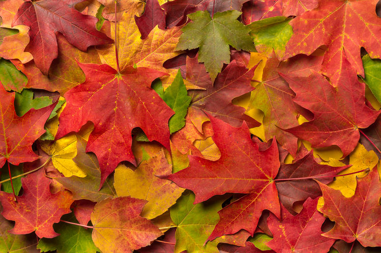 FALL LEAVES fall leaves