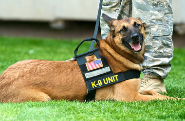 Military dog Military dog