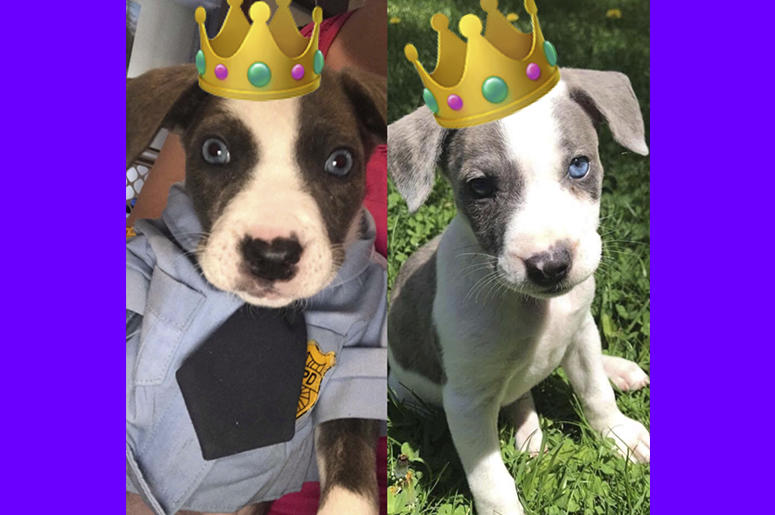 Royal Dogs 2 Royal Dogs 2