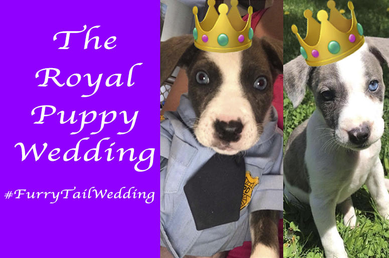 Royal Puppy Wedding Royal Puppy Wedding