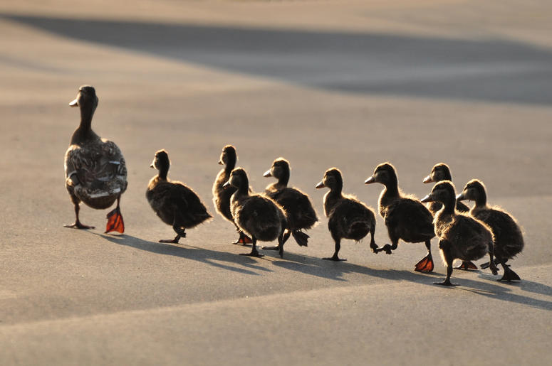 Ducklings Ducklings