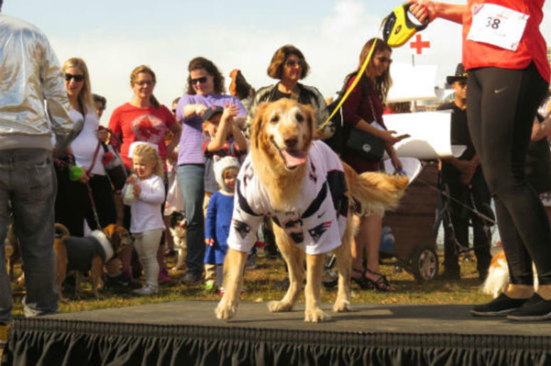canine promenade canine promenade
