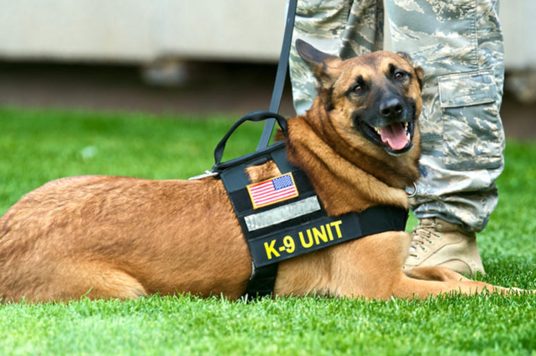 Military dog Military dog