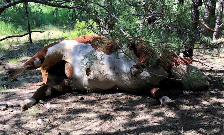 Mysterious Cattle Deaths Mysterious Cattle Deaths