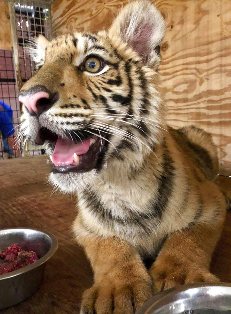 tiger cub abandoned AP tiger cub abandoned AP