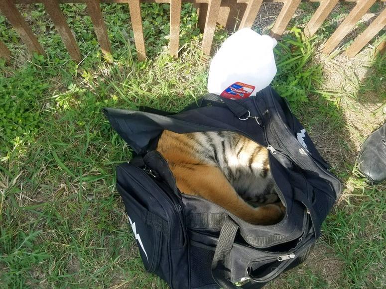 Tiger cub abandoned Tiger cub abandoned