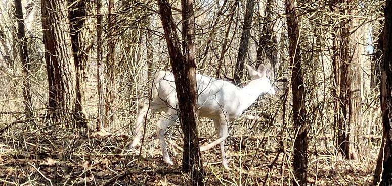albino deer albino deer