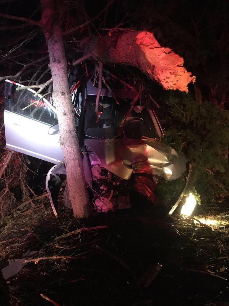 car in tree car in tree