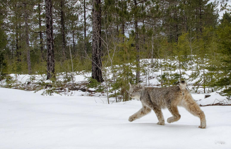 Michigan lynx Michigan lynx