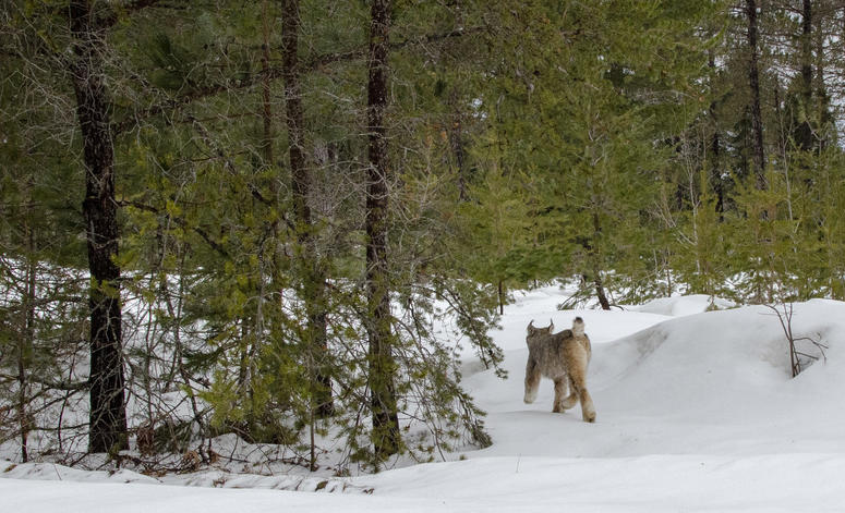 Michigan lynx Michigan lynx