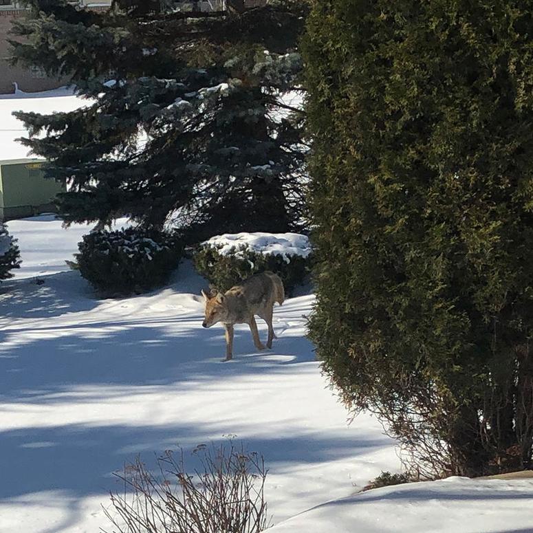 washington twp coyote washington twp coyote