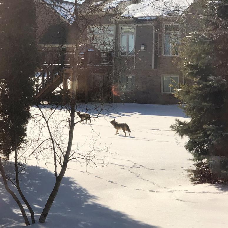 washington twp coyote washington twp coyote