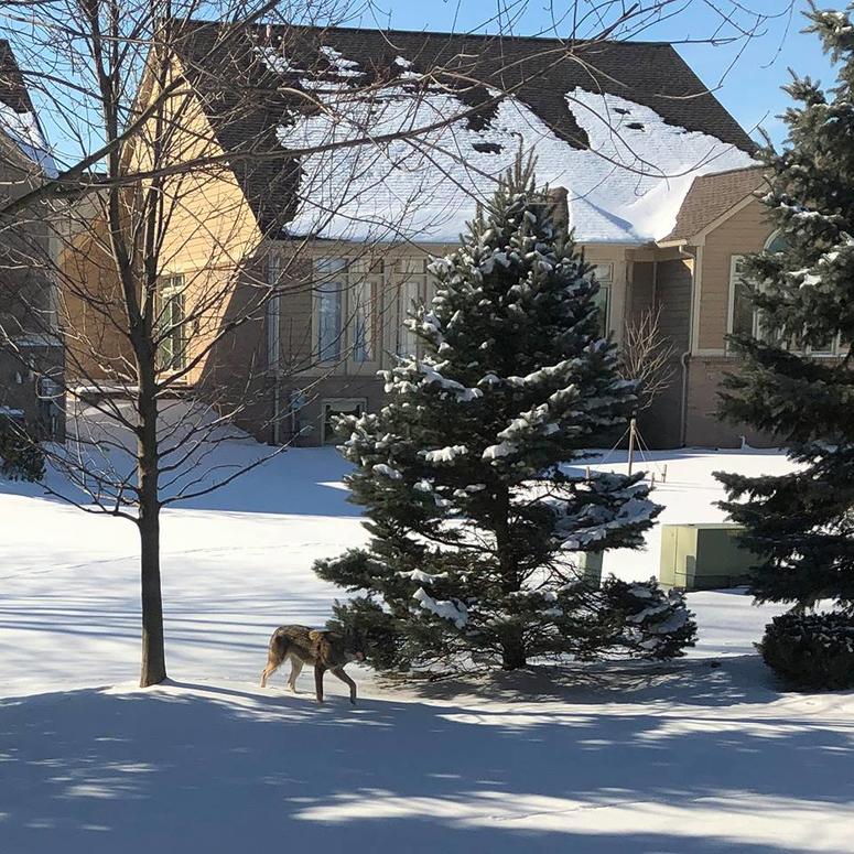 washington twp coyote washington twp coyote
