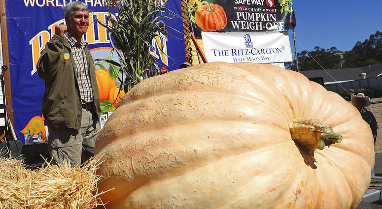 massive pumpkin AP massive pumpkin AP