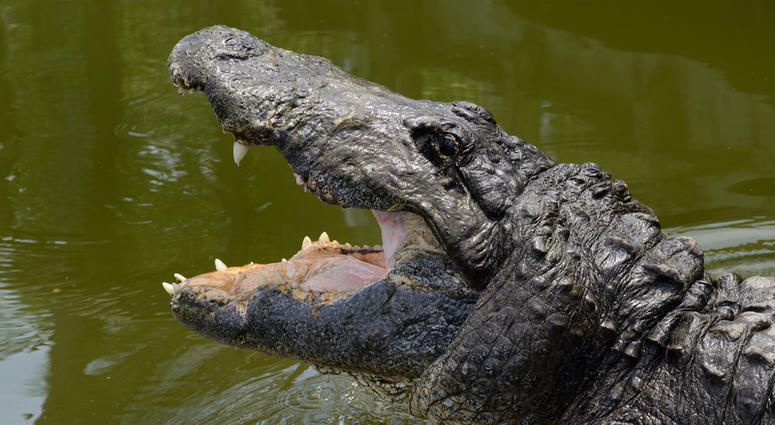 Alligator Alligator