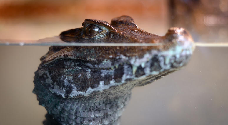 Baby Alligator Baby Alligator