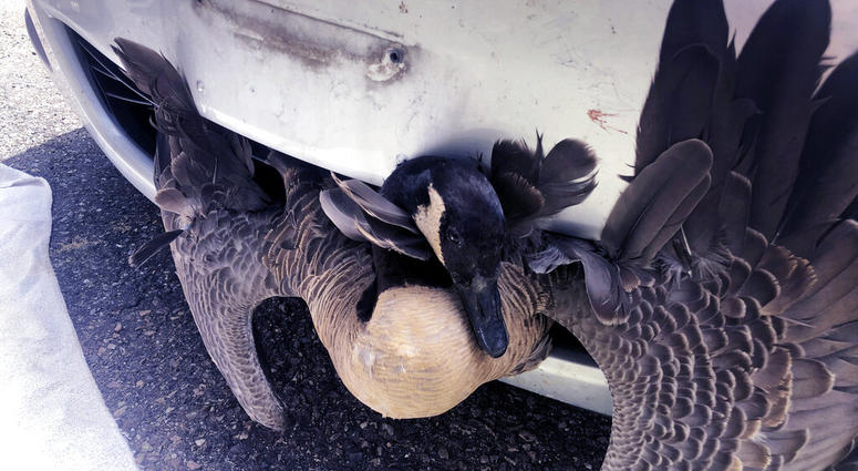 Goose Stuck in Car Goose Stuck in Car