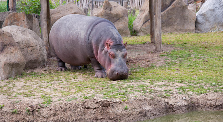 hippo hippo