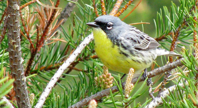 Kirtland's warbler Kirtland's warbler