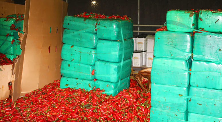 Marijuana Seized Jalapeno Peppers Marijuana Seized Jalapeno Peppers