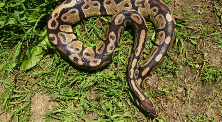 Python Python