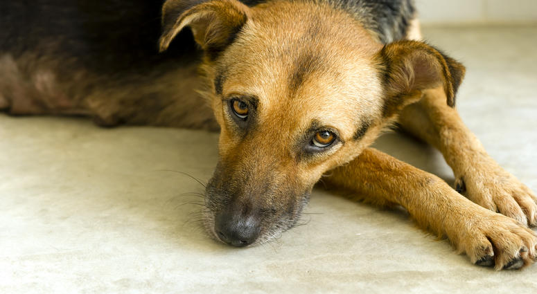 sad dog sad dog