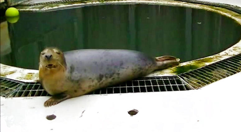 Singing Seal Singing Seal
