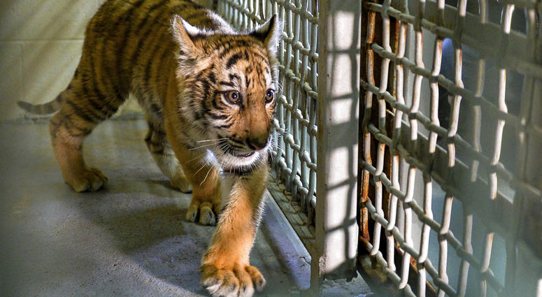 tiger cub AP tiger cub AP