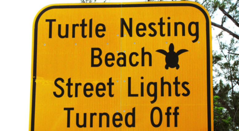 Turtle Nesting Turtle Nesting