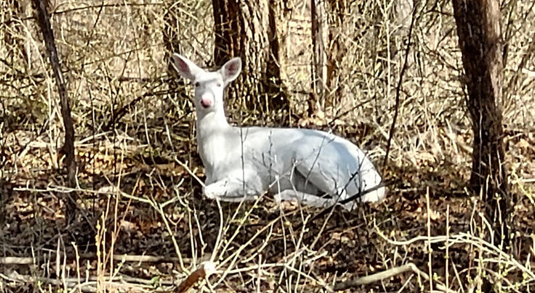 albino deer albino deer