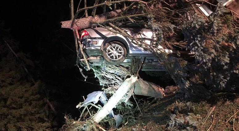 car in tree car in tree