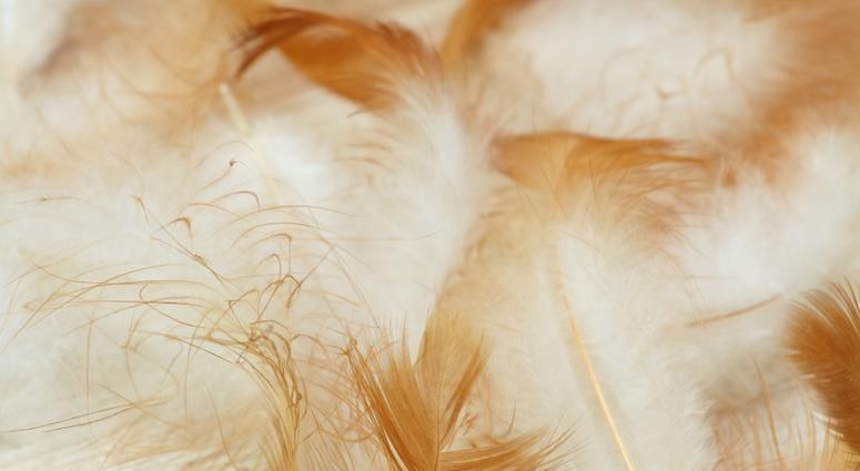 feathers feathers