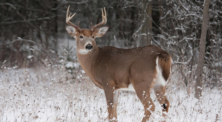 deer deer