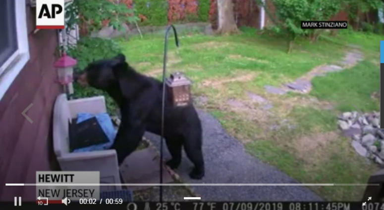 dog chases bear dog chases bear