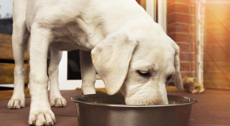 dog eating dog eating