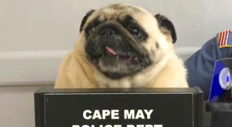 pug mugshot pug mugshot