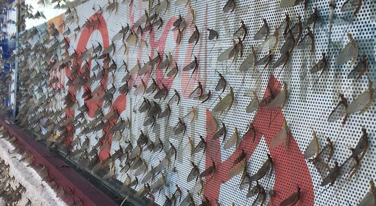fishflies fishflies