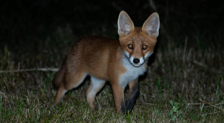 fox at night fox at night