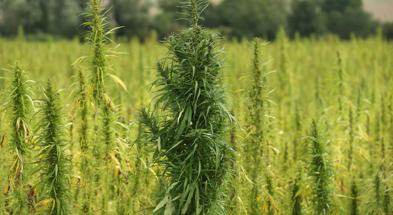 hemp farming hemp farming