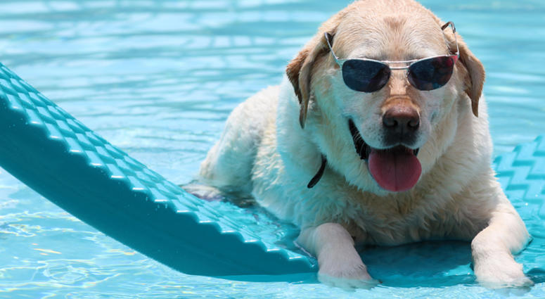 dog in pool dog in pool