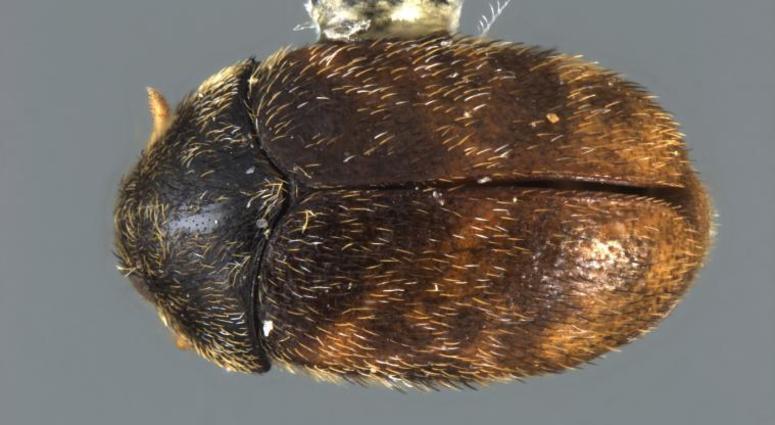 Khapra beetle Khapra beetle