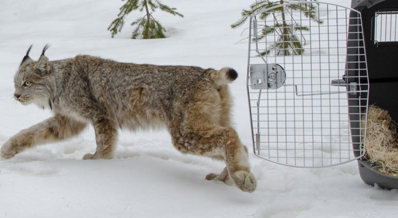 lynx in Michigan lynx in Michigan