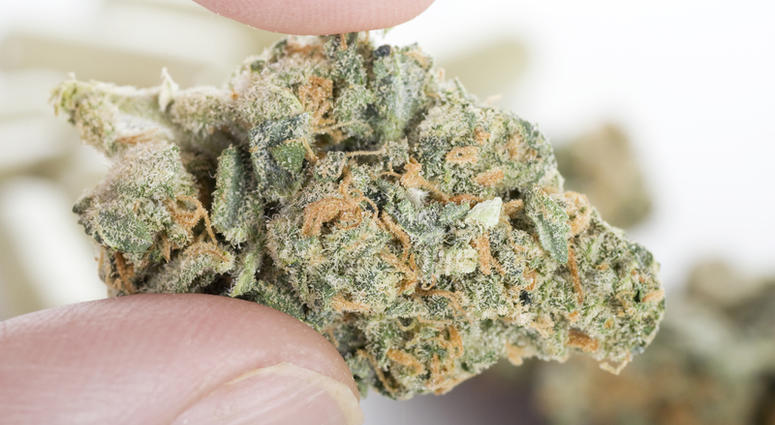 marijuana marijuana
