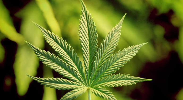 marijuana marijuana
