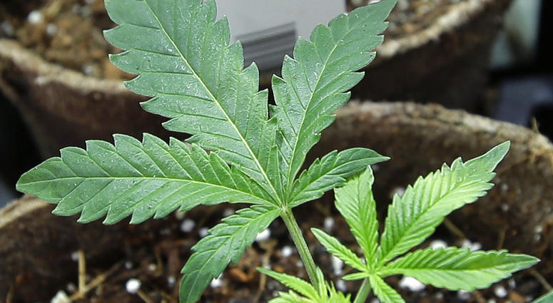 marijuana - AP marijuana - AP